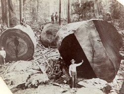 natgeofound:  A man stands next to the cross section of a giant redwood tree in California, 1909. Photograph courtesy U.S. Forest Service 