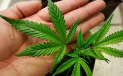 weedporndaily:  Get Licensed to Work With Marijuana For the ambitious cannabis lover searching for an opportunity to transform their passion for pot into a career, there is a new marijuana trade school set to open this fall that plans to offer higher