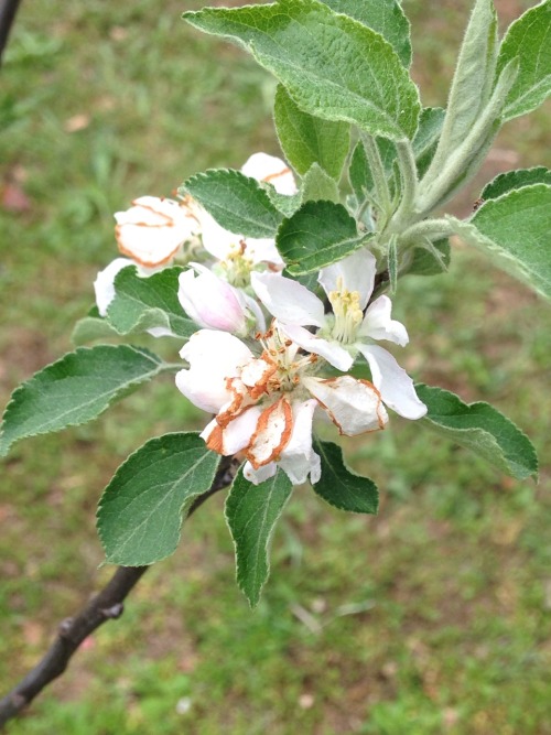 Beautiful apple tree porn pictures