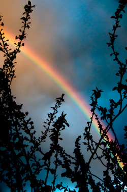 visionitaliane:  Rainbow in Bellingham, WA,