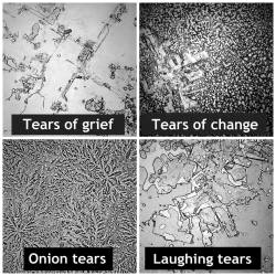 fannytwaddle:  blazepress:  These are pictures of different dried human tears. Grief, laughter, onion and change. Each type has a different chemical makeup which makes them appear different.  This is sick 