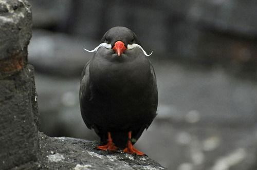 Inca Tern, a species of bird that lives in porn pictures