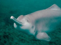 Baiji river dolphin, extinct in 2006&hellip;