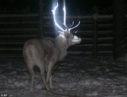 sixpenceee:  Finnish reindeer herders have found a new way of keeping their livestock from being hit by cars. They cover their horns in fluorescent dye. The herders are trying out different types of reflective paints in the hope of finding a shade which