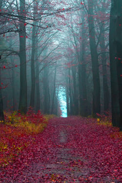 expressions-of-nature:  Autumn Woods, Germany by Jonathan Manshack 