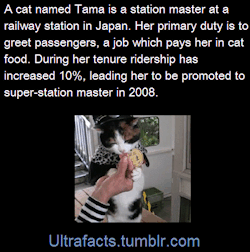 ultrafacts:  gatochick:  ultrafacts:pizzaismylifepizzaisking:majikkant:ultrafacts:SourceVideo of Tama  Follow Ultrafacts for more facts    The picture in the background of the second one  Tama is boss    THE TRAINS HAVE CARTOON TAMAS ON THEM  Sad update