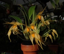 orchid-a-day:  Bulbophyllum ankylocheleSyn.: Peltopus ankylocheleJanuary 7, 2018 