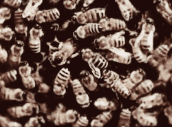 nemfrogfilms:  Worker bees. Social Insects: The Honeybee.  Encyclopaedia Britannica Films. 1960. Internet Archive 