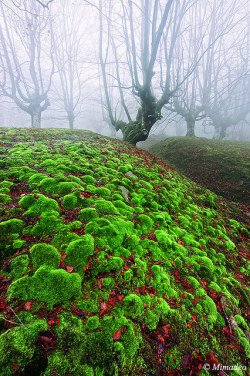 tulipnight:  magic forest with moss bubbles by Mimadeo on Flickr. 
