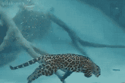 glackbirl:  thegreenwolf:  age-of-awakening:  A new water breed  Jaguars actually love water, and are one of the few felines that happily swim.  I love how she’s just floating back up. 