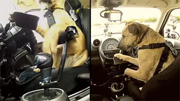 onlyvalkubus:  sizvideos:  Meet Porter. The World’s First Driving Dog. - Video  are you fuckin kidding me 