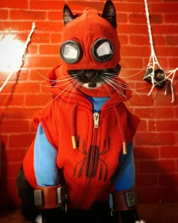 cat-cosplay:  “Can’t you just be a friendly neighborhood Spider-Cat?”  *THWIP*  Spider-Cat is swinging into Action!