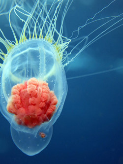 Staceythinx:  Jellyfish In The North Atlantic Is A Guardian Slideshow Of The Jellyfish
