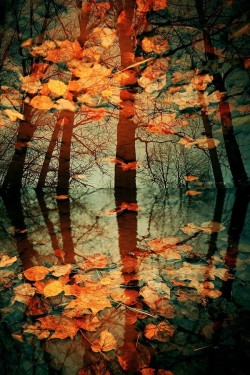 martinekenblog:  Autumn Colours by Victor