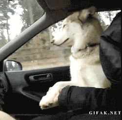  Husky has to hold hands during car rides.