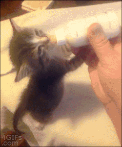rendigo:  4gifs:  Charlie’s bedtime routine. [video]  LOOK AT THIS EVEN MORE LITERAL BABY 