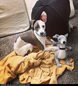 aplacetolovedogs:  Cute Italian Greyhound puppy with his new Kermie doll For more cute dogs and puppies