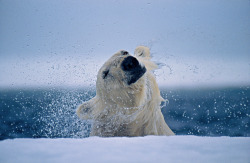 Polar bears photographed by Paul Nicklen.