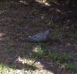 Chloe and I were walking home today and came across a little mourning dove chilling by the sidewalk and it didn&rsquo;t fly off when we got close. I decided to take a picture &lsquo;cause mourning doves are one of my favorite birds. (And Chloe&rsquo;s