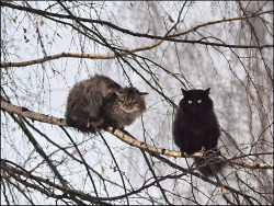 salparadisewasright:faethverity:These are not owls.are you sure