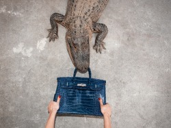 eatlikeaprettybitch:  the-fashion-alba: Here Are Photos of a 贄,000 Birkin Bag Being Fed to an Alligator  NOOOOOOOOOO SAVE THE BIRKIN 