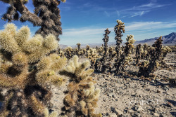 &ldquo;I See Miles and Miles of Cholla&rdquo; Joshua Tree National Parkliterally, and such a nasty plantand, indeed, a play on the Bob Wills classic Texas swing tune&hellip;..-jerrysEYES