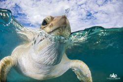 staceythinx:  Photographer Christian Miller gets up close and personal with sea turtles.  Cool