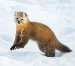 beautiful-wildlife:  Fun in the Snow by Corey Hayes
