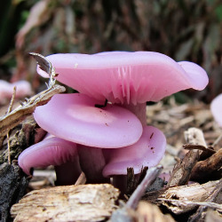 nimzamona:  libutron:  Lilac Blewit - Lepista sublilacinaLepista sublilacina (Tricholomataceae) is a medium sized fungus native to Australia, with a beautiful lilac or lavender color. The gills are pale pinkish when the fungus is fresh and it has a