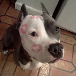 vegasmo:  The only kind of marks you should ever leave on a dog. 