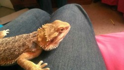 My new lizard named Angie