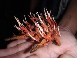 breakerlolz:  Tarantula being consumed by a flesh-eating fungus.  THERE IS NO GOD