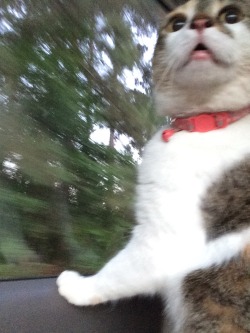 thomas-is-so-vine-and-kind:  elkhoof:  My cat’s first car ride  my first cat pissed on me at its first car ride …