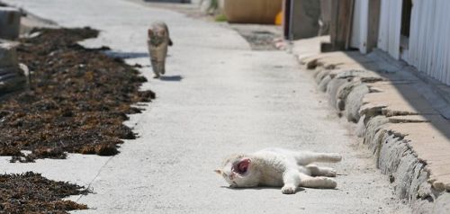 Sex cuteness-daily:  This is Cat Island. It is pictures
