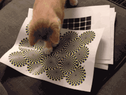 cineraria:  My cat can see the rotating snake illusion! - YouTube 