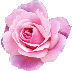 transparent-flowers:  Rosa Hybrid Tea Rose, “Pink Promise.” Also the official rose for the American Breast Cancer Foundation! 