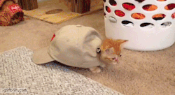 fuckyeah-nerdery:  i-justreally-like-cats-okay:  x  Cat in the Hat.