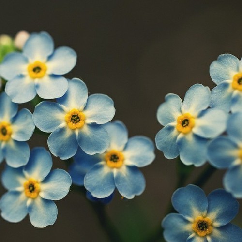 thelivingwiccan:pollymay:musical-chan:pilgrimkitty:discovereternity:Forget me notMy favorite thing about Forget-Me-Nots is that they change color depending on the acidity of the soil so you can get pink or purple ones growing right next to the blue ones.P
