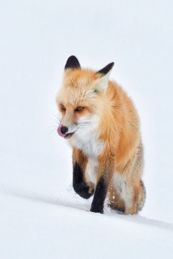 wolverxne:  Red Fox Licking in Snow - by: [Tin Man]
