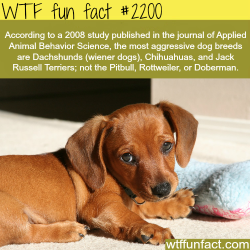 wtf-fun-factss:  Most aggressive dogs - WTF fun facts