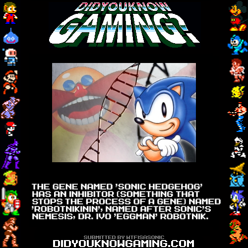 Porn photo didyouknowgaming:  Sonic the Hedgehog. http://www.tssznews.com/2009/02/21/sonic-hedgehog-vs-robotnikinin/