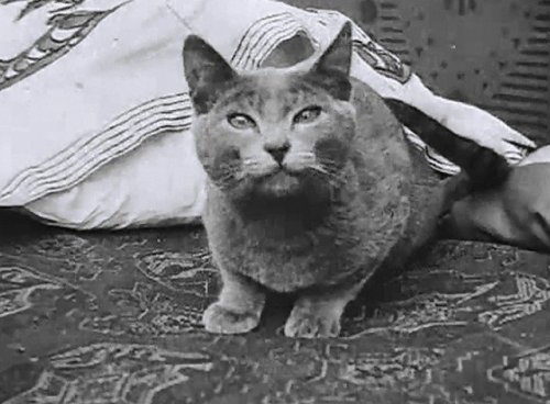 Pepper.The feline star of Mack Sennett Comedies. Pepper appeared on screen beginning in 1913 with Mabel Normand, Charlie Chaplin, Gloria Swanson, The Keystone Cops, WC Fields and others, earning 35 dollars a week. Nudes &amp; Noises  
