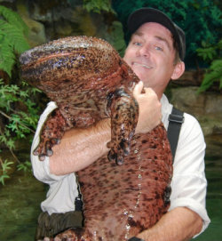 zsl-edge-of-existence: The Chinese giant salamander is the largest living amphibian on the planet.  On average, it reaches about three and a half feet in length and 60 pounds in weight.  However, much larger specimens have been recorded; the largest