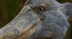 headlikeanorange:  A shoebill (Africa - BBC)