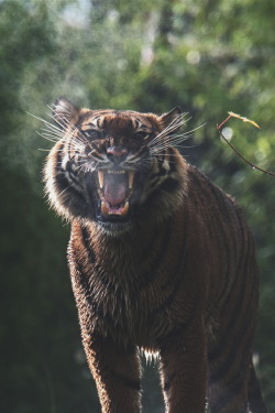 ikwt:  Roar of the Tiger (patrickkruizinga1) | instagram
