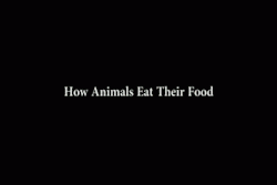 critter-care:  whore-heeeyyy:  How Animals Eat Their Food by  MisterEpicMan  This just absolutely cracks me up XD 