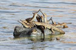 C’mon and take a free ride (Gharial with hatchlings &hellip; listed as critically endangered, this fresh-water crocodilian is a native of the Indian subcontinent)