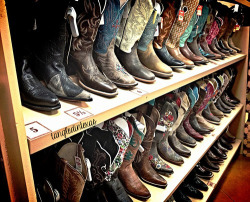 theladysparks:  theladysparks:  Billy’s Western Wear is a dangerous place for me. I just want to buy all of the boots.  It’s going around again. So I wanted it back on my blog.  They&rsquo;re all so pretty! Do NOT let me walk in there, lol