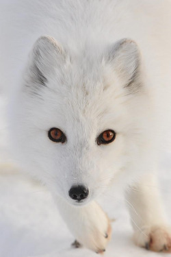 wolverxne:  White on White | by: { Natally }