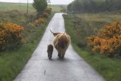  A Highland Coo and her calf wandering down an empty road, Argyll and the Isles, Scotland. Credit: Andy Maclachlan. 